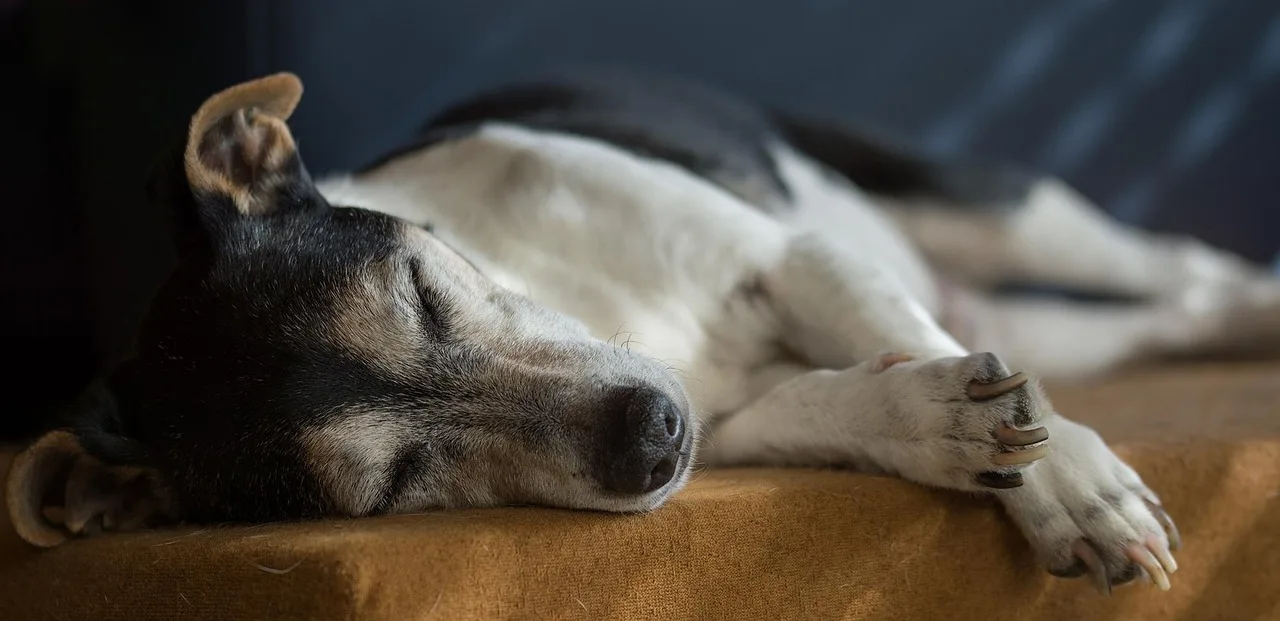 Cosa significa quando il cane si sdraia sul tuo posto appena ti alzi