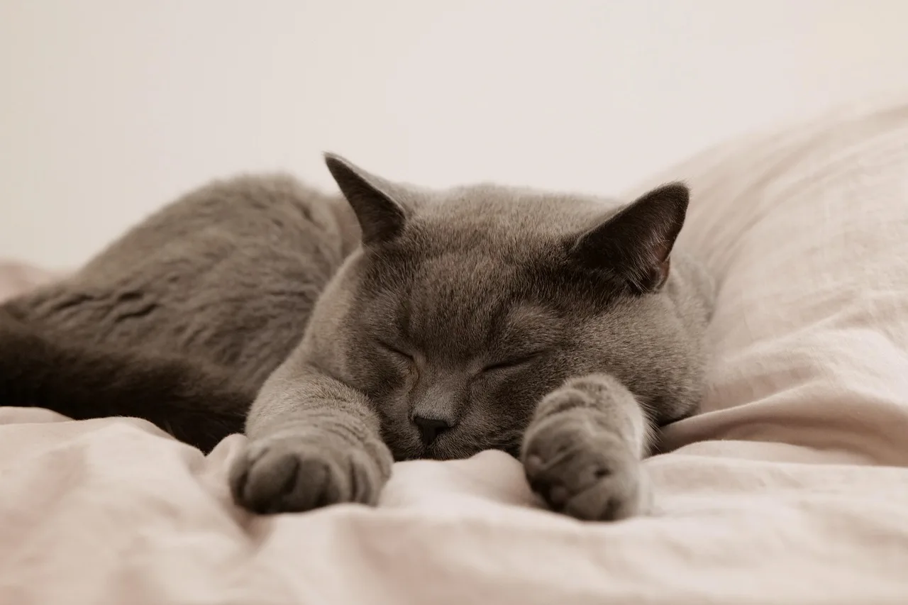 Cosa significa quando il gatto dorme sulla tua pancia