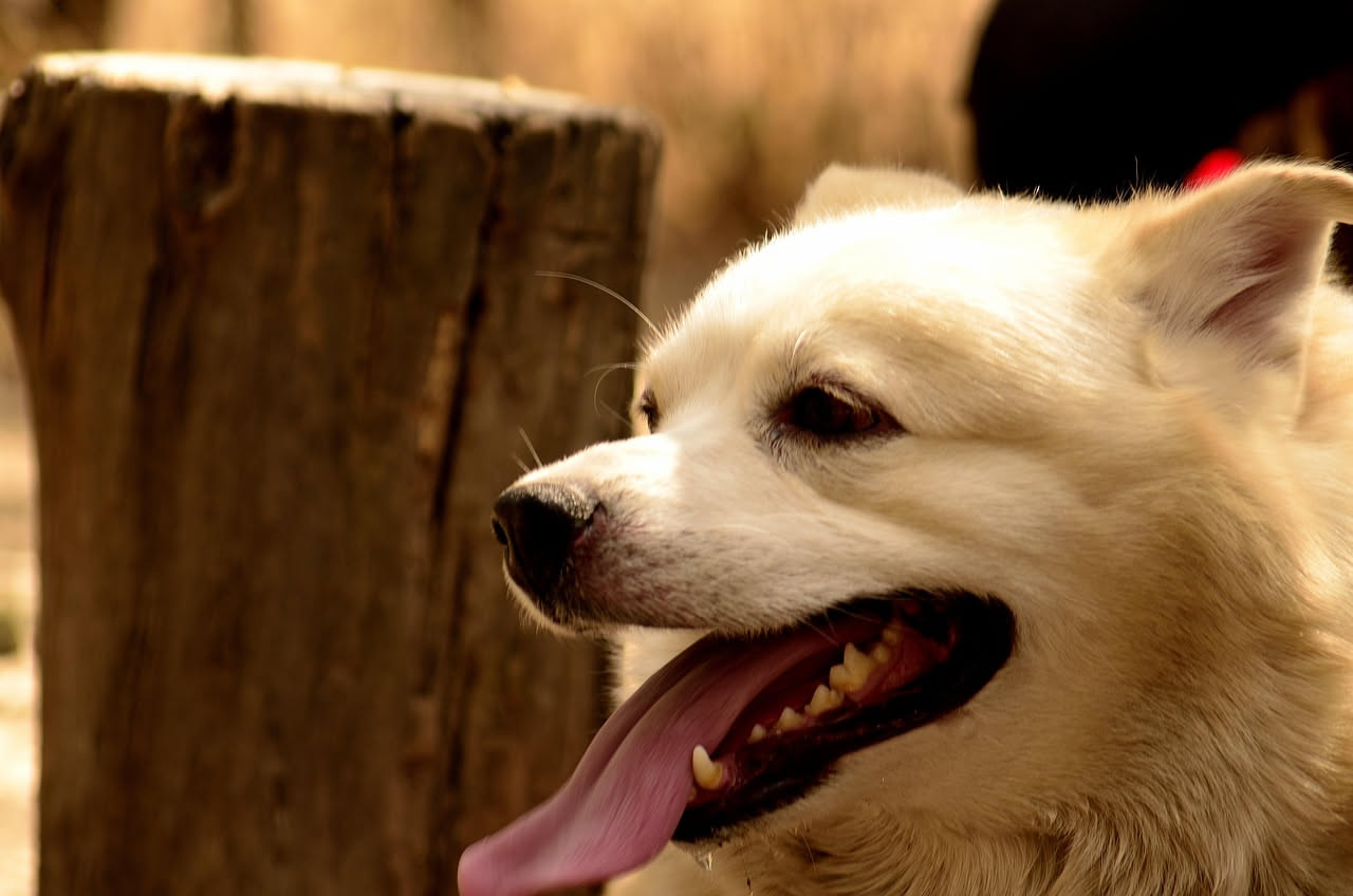 Macchia nera sulla lingua del cane: cause comuni e consigli per la salute del tuo amico a quattro zampe.