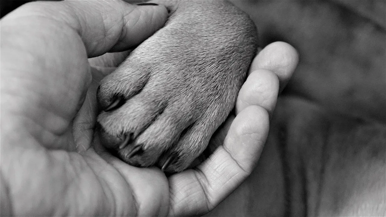 Perché il cane ti lecca i piedi? Non è solo affetto, ti sta dicendo una cosa precisa