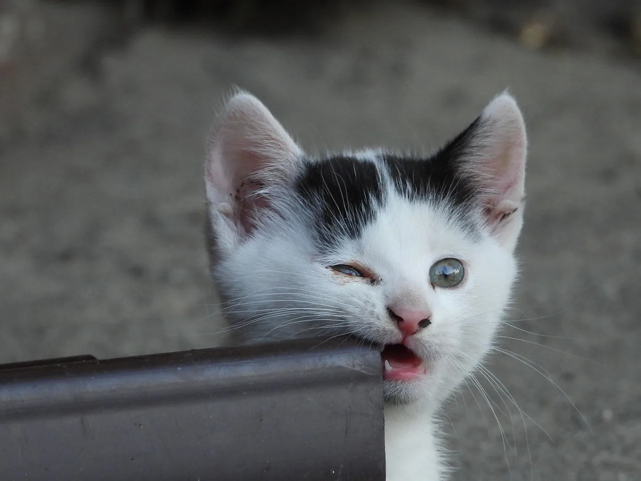 Se il gatto ti morde piano, significa questo